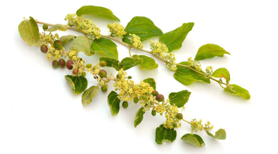 ما فوائد السدر للشعر؟ تعرفي على فوائده وطرق استخدامه